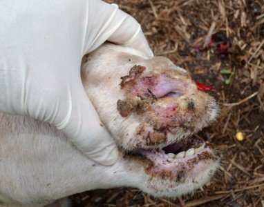 Lingua blu: sospetto caso a Bari Sardo, verifiche ASL in corso