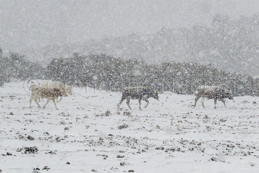 Prima neve nel Nuorese: imbiancate le cime del Bruncuspina e del Gennargentu