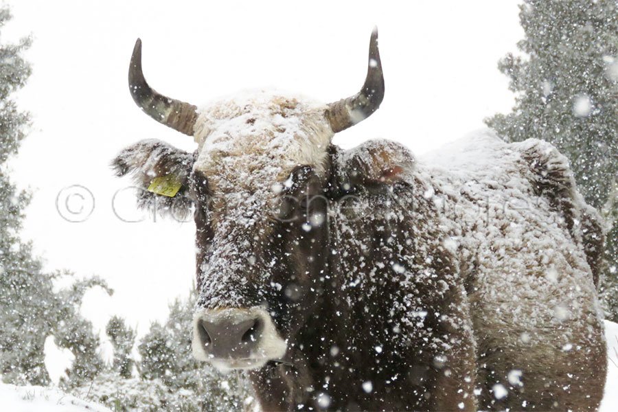 Emergenza neve. Scuole e uffici chiusi: continuano i disagi nel Nuorese
