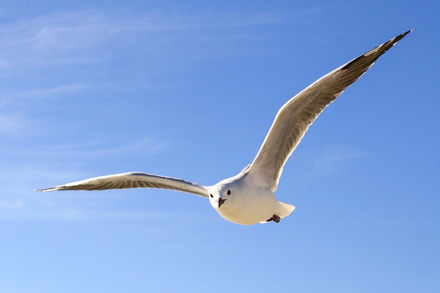 Fece esplodere un gabbiano in volo: respinto il patteggiamento