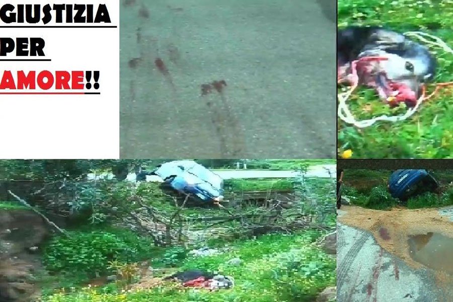 Al via il processo per il pastore che legò il cane all’auto e lo uccise trascinandolo