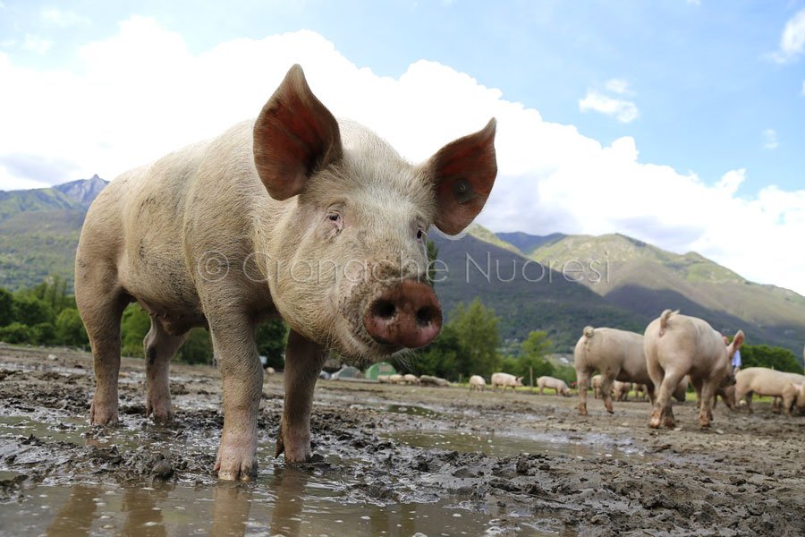 Peste suina: ancora abbattimenti in Ogliastra
