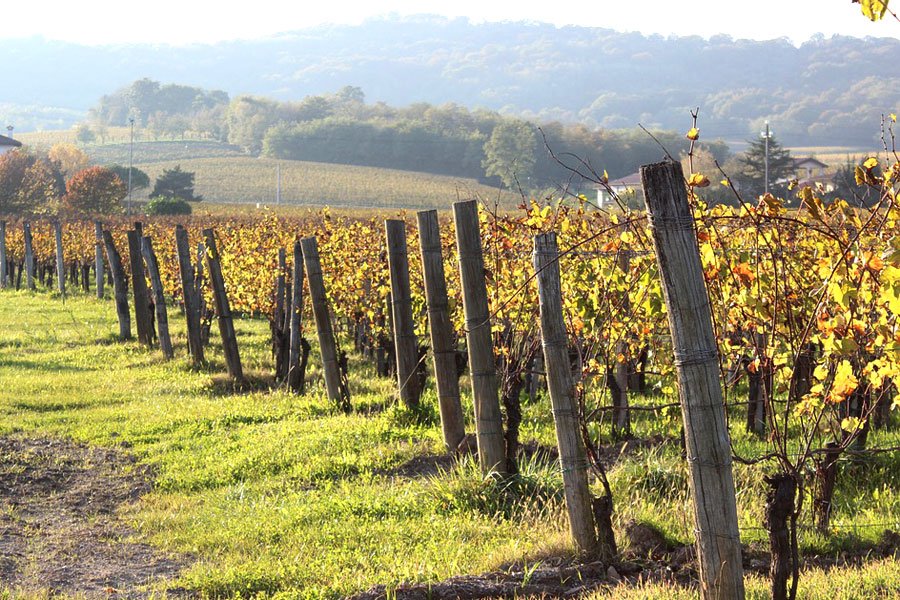 Per le aziende vitivinicole la Regione stanzia quasi 4 milioni di euro