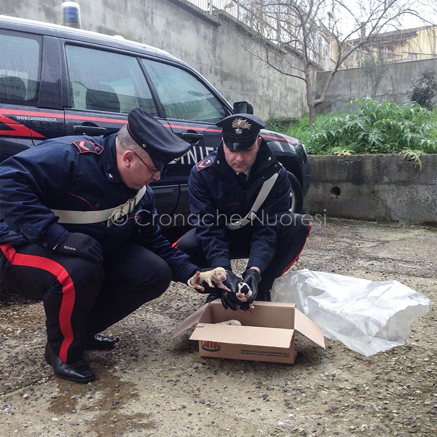 Mentre perlustrano le campagne, i Carabinieri scoprono 7 cuccioli appena nati chiusi in una busta