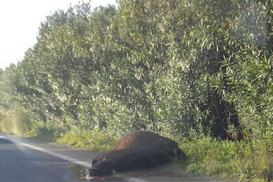 Ottana. Audi A4 si scontra contro una mucca in mezzo alla carreggiata: morto sul colpo il conducente