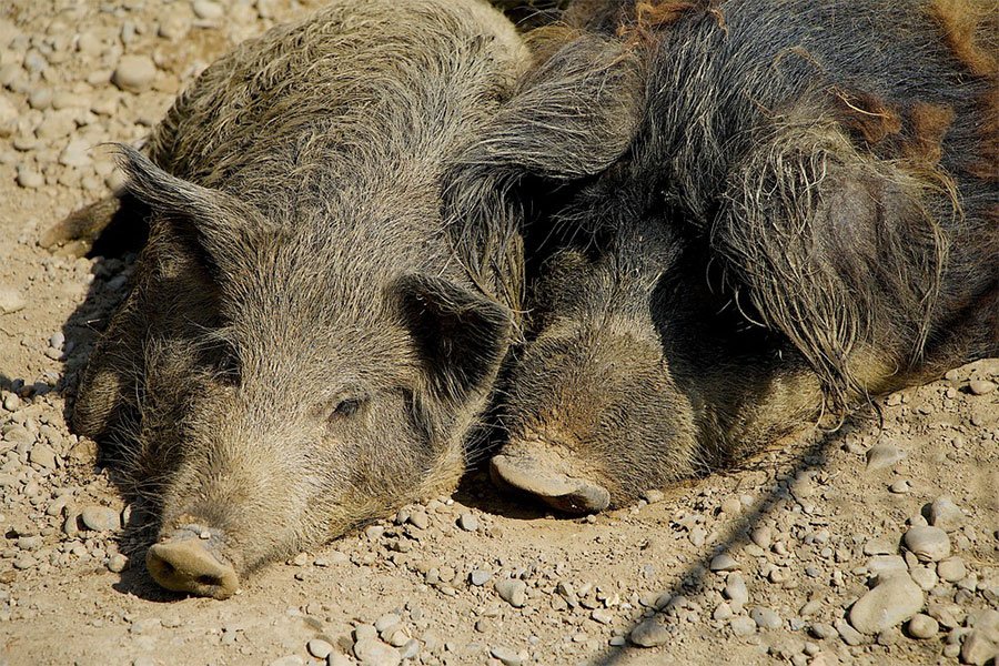 Peste suina: abbattuti 5 maiali allo stato brado che invadono un terreno privato.