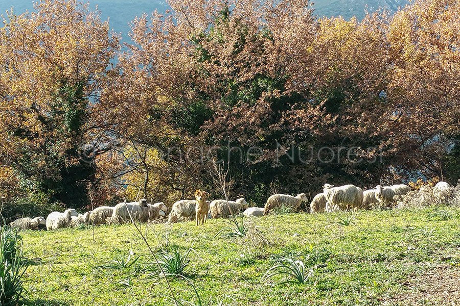 Oltre 1000 gli insediamenti rurali individuati nel Piano paesaggistico regionale