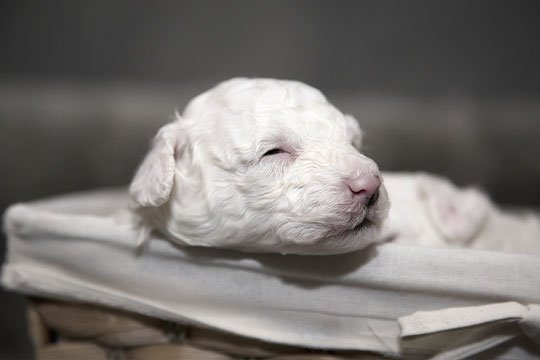 A.N.P.A.N.A. Nuoro: «la nostra associazione non ha mai ricevuto rimborsi per i cani che abbiamo salvato»