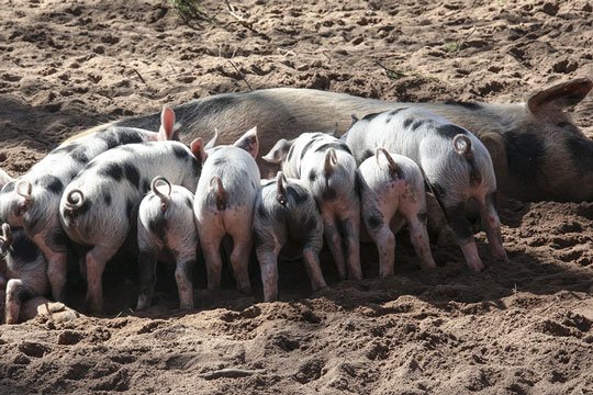 Peste Suina. Dopo la rivolta a Desulo, la Regione risponde ai pastori: “abbattimenti unica soluzione”