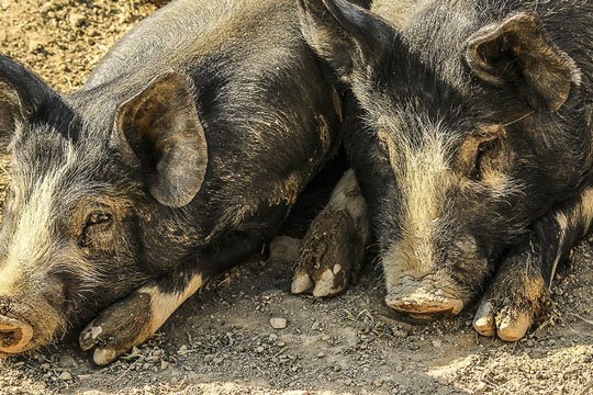 Peste Suina: Il commissario di Orgosolo chiede alla Regione di sospendere l’abbattimento dei maiali