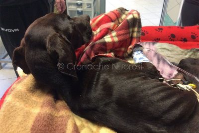 Mauro, il cane ritrovato agonizzante nei pressi di Sorgono