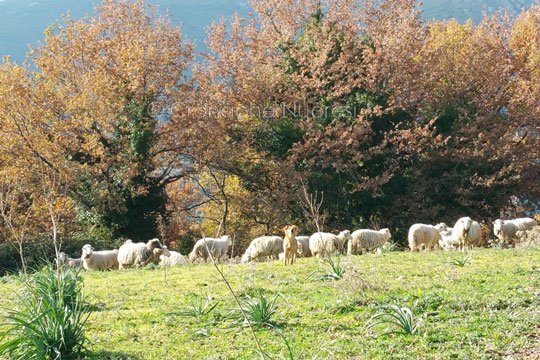Pigliaru a Bitti per illustrare la nuova programmazione agricola