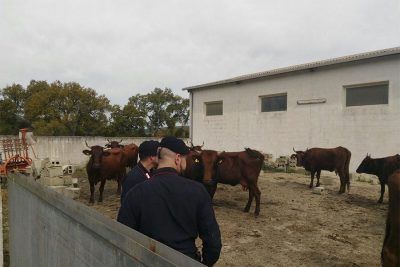 Il bestiame ritrovato dai Carabinieri