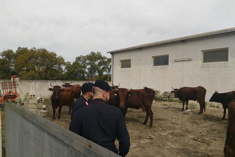 Ritrovati nelle campagne di Austis i 16 bovini rubati qualche giorno fa a Narbolia