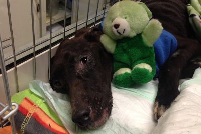 Mauro, il cane morto dopo 15 giorni di agonia