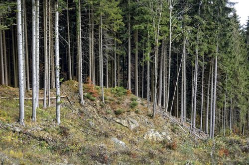 Baronia: il Consorzio Bonifica assume quattro forestali