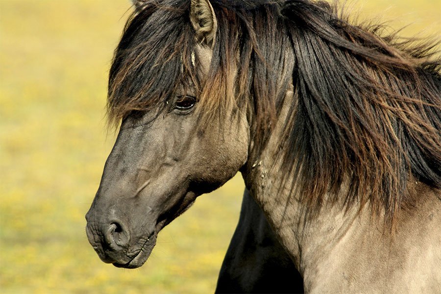 Riformatori: una proposta di legge per la valorizzazione  del cavallo in Sardegna