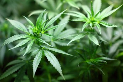 marijuana