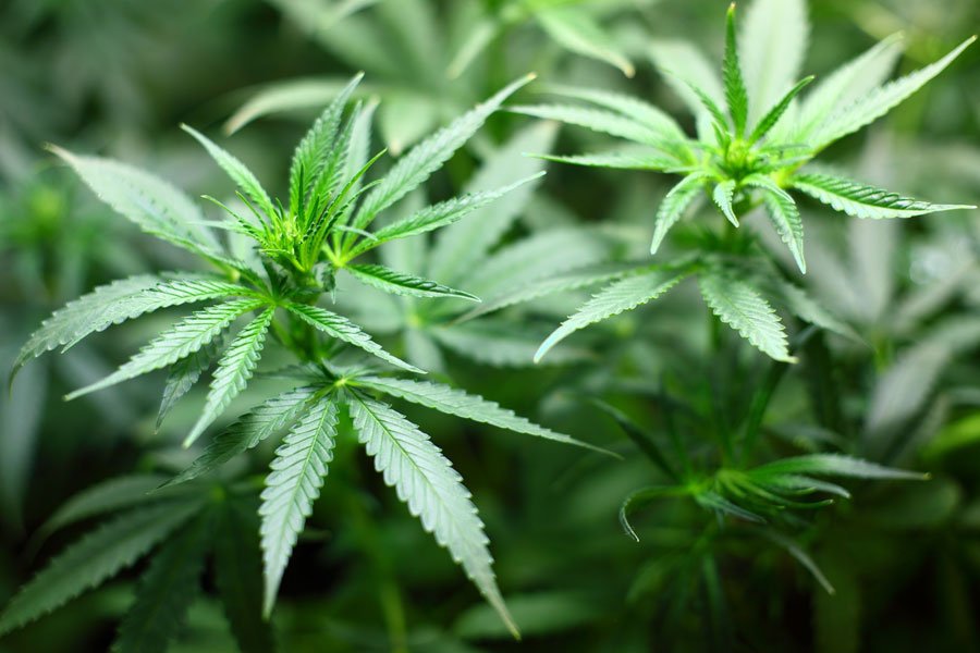 Scoperta dalla Forestale una serra con 462 piante di marijuana pronte per essere messe a dimora