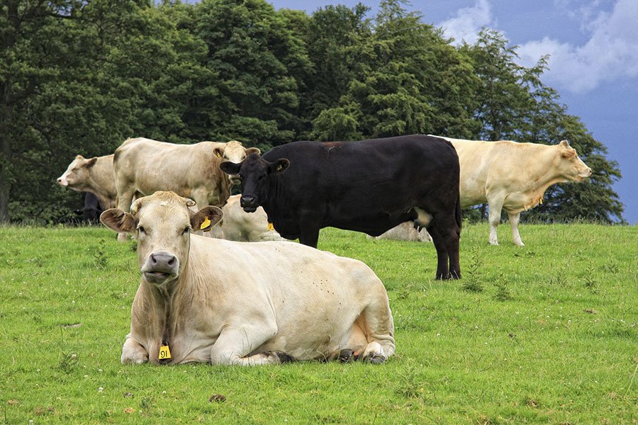 Donna colpita da un toro viene scaraventata contro un muro