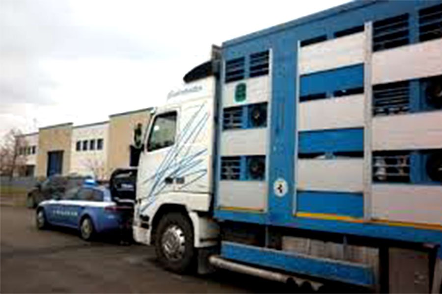 Trasportava un carico di bovini alcuni dei quali in evidente stato di sofferenza e maltrattamento: oltre 10.000 euro di multa