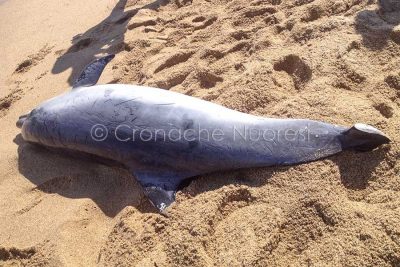 Il delfino mutilato a morte a Orosei