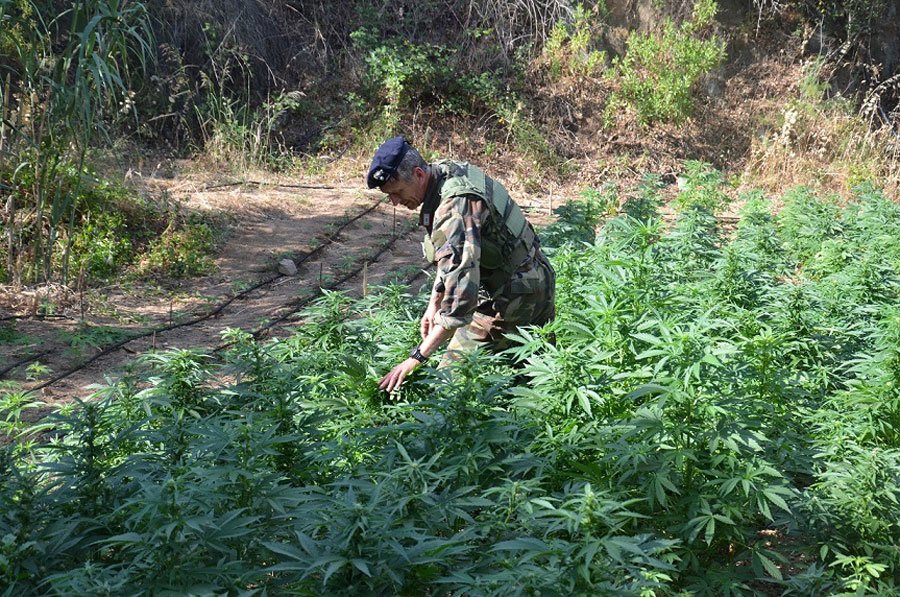 Oliena: forestale 43enne in manette colto sul fatto ad accudire 500 piante di marijuana