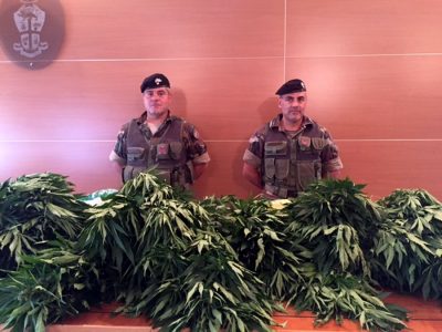 Una parte della maijuana sequestrata a Oliena
