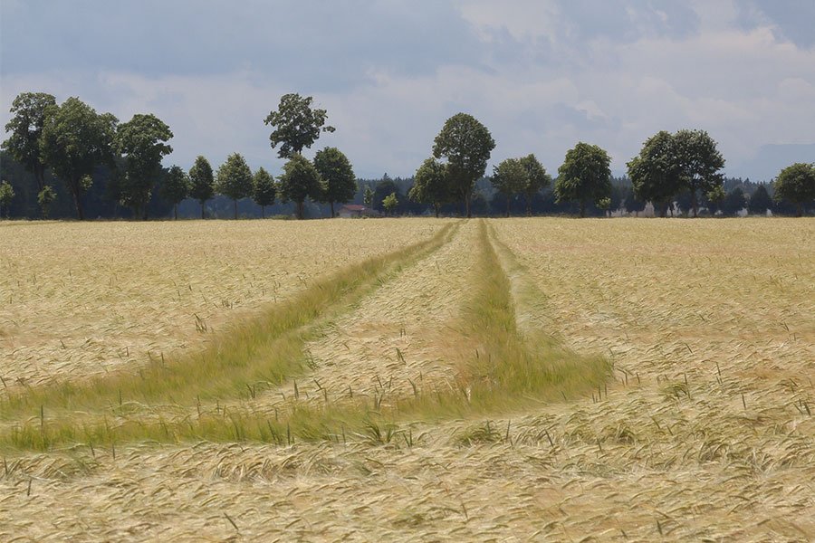 Regione: pubblicato il bando “Terra ai giovani” con la finalità di creare delle opportunità in ambito agricolo