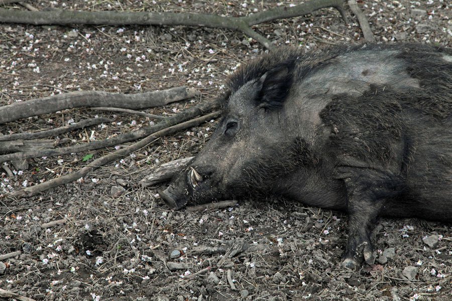 Peste suina africana: il 27 giugno scadono i termini per poter partecipare alla caccia al cinghiale