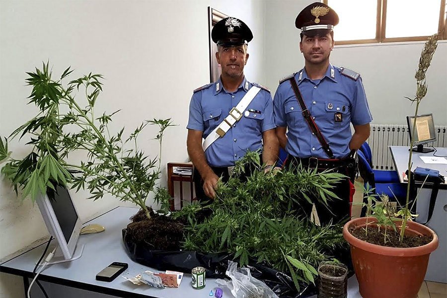 Rinvenute 10 piante di marijuana di un metro in un’abitazione: 46enne ai domiciliari