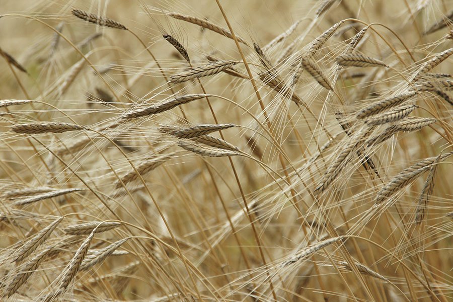 APAN Sardegna: i giovani riscoprono la voglia d’impresa nell’agricoltura