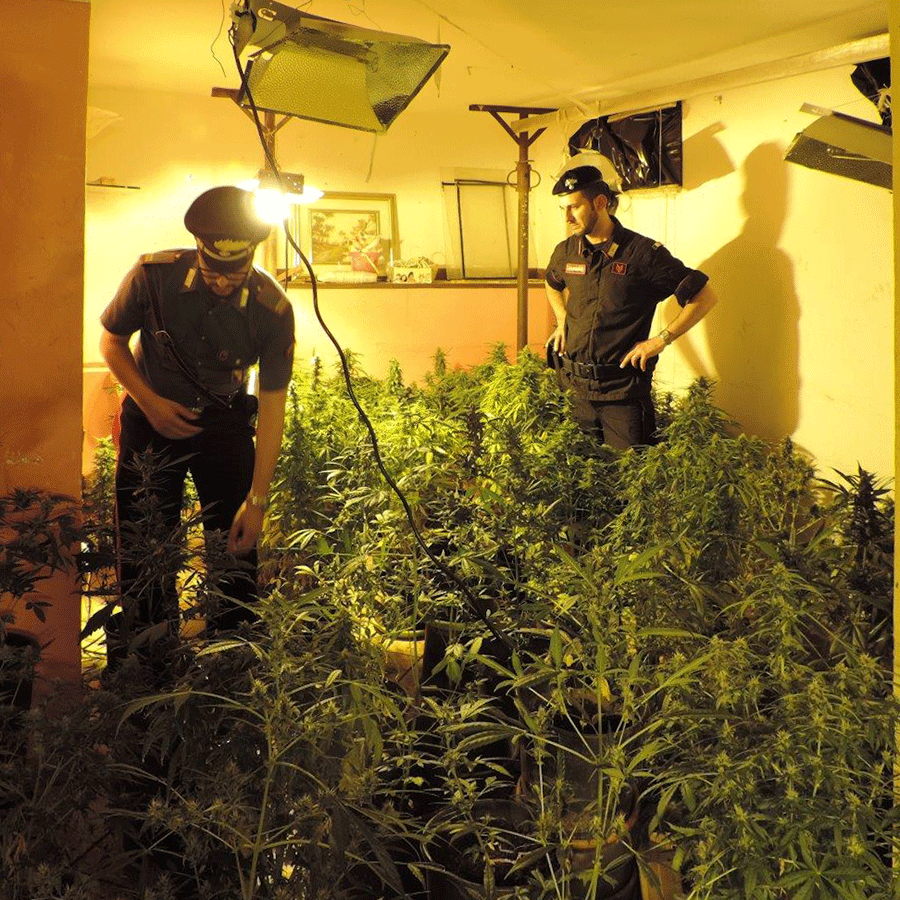 Una piantagione di marijuana nel seminterrato: pregiudicato in manette