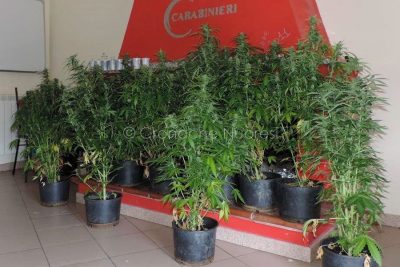 La marijuama sequestrata ad Arzana