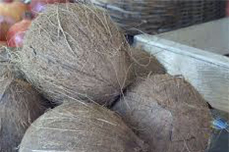 Siniscola: cinquemila euro di multa a due venditori di noci di cocco abusivi