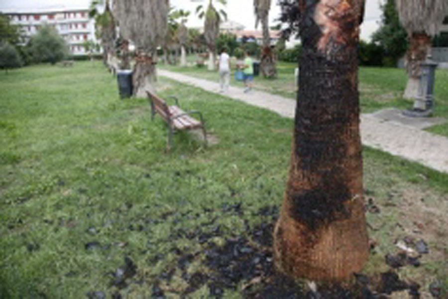 Brucia una palma per gioco: denunciato dai Carabinieri