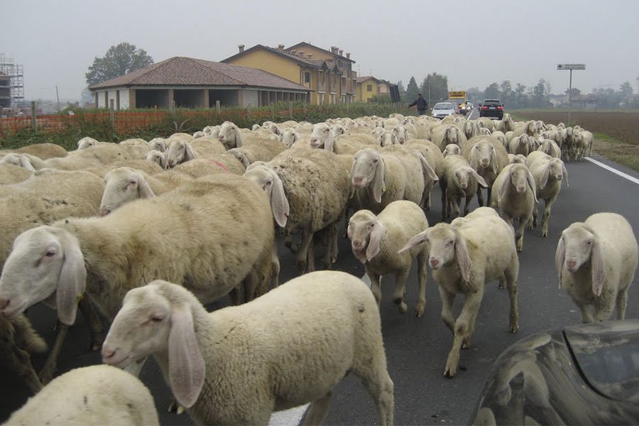 Abigeato: 55 capi ovini rubati in un’azienda agricola a Orotelli