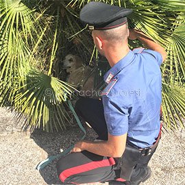 Abbandonano un cane malnutrito e in pessime condizioni
