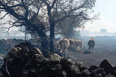 Capi bovini salvati dai roghi (foto-VdF)