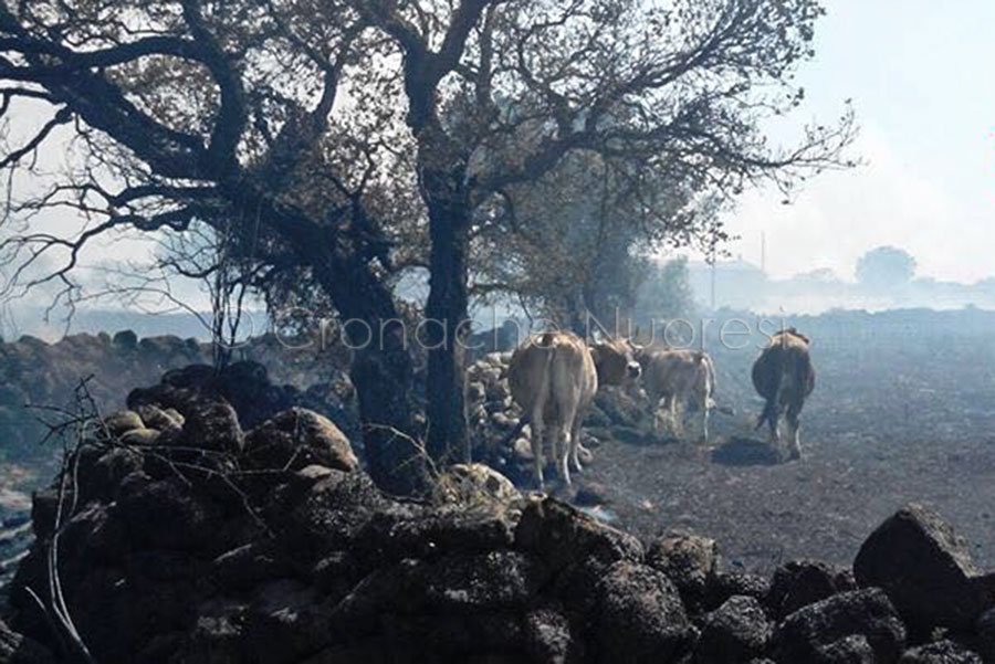 Coldiretti: «La solidarietà tra pastori non basta. Urge sbloccare gli indennizzi per i danni del fuoco»