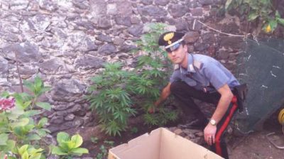 Alcune delle piante di marijuana sequestrate a Dorgali