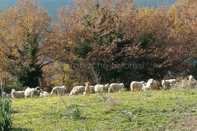 Un gregge di pecore (foto Cronache Nuoresi)