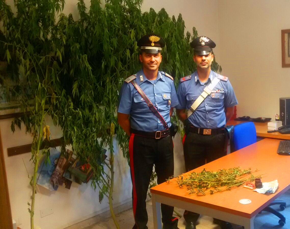 Pregiudicato in manette per coltivazione di marijuana