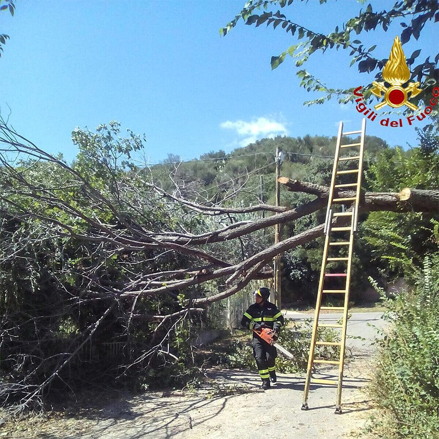 Il forte vento abbatte un albero che cadendo trancia i cavi della rete elettrica e telefonica
