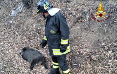 Il cinghiale subito dopo l'incidente