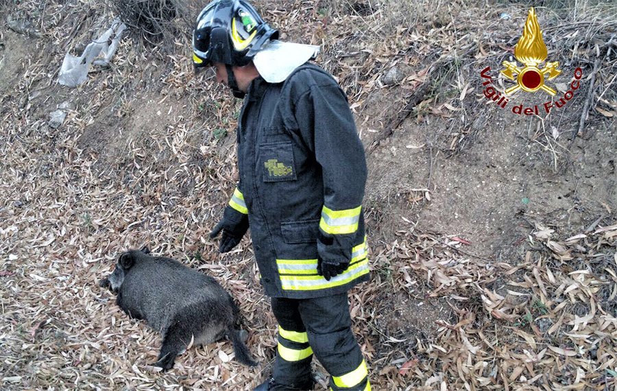 Si schianta contro un cinghiale che le taglia la strada: grande spavento per una donna di Nuoro