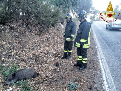 Il cinghiale subito dopo l'incidente