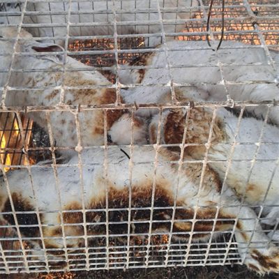 Alcuni animali morti nel rogo a Scano (foto M.Dettori)