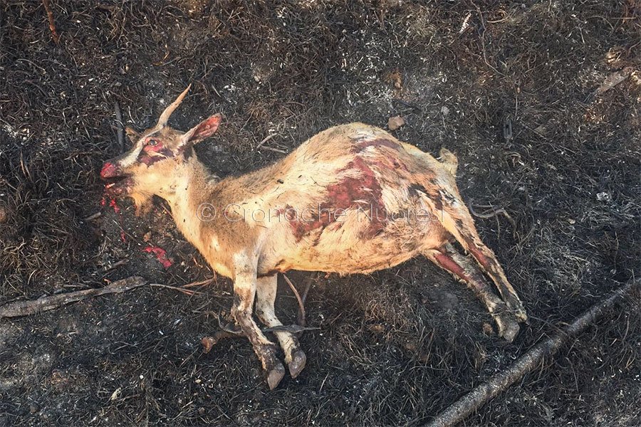 Apocalisse di fuoco nel Montiferru: danni incalcolabili al territorio