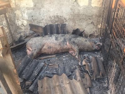 Strage di animali nelle campagne del Montiferru